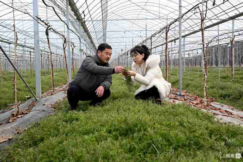 土壤修复筑基；轮作优化提质；绿色防控护航——西安农业绿色转型路径探析。