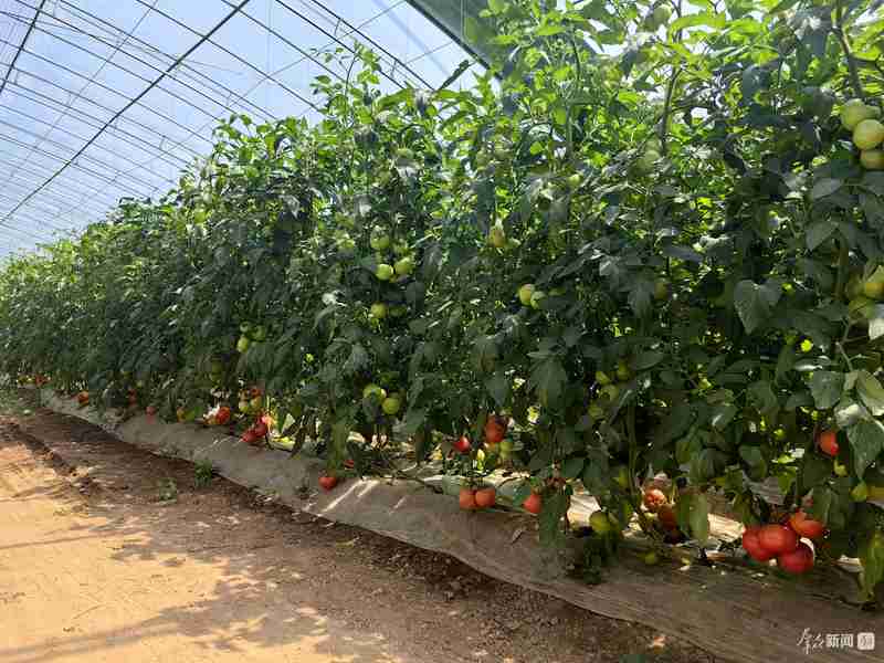  土壤修复筑基；轮作优化提质；绿色防控护航——西安农业绿色转型路径探析。 新闻